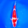 Jumbo Tosai Kohaku Murata 35cm + Certyfikat