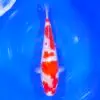 Jumbo Tosai Kohaku Murata 34cm + Certyfikat