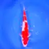 Kohaku Tateshita 37cm