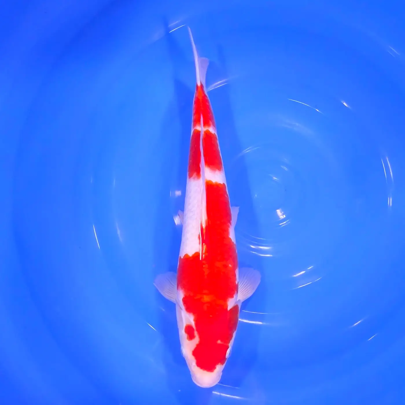 Kohaku Tateshita 37cm
