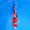 Jumbo Tosai Showa 43cm (Sakai x Dainichi)