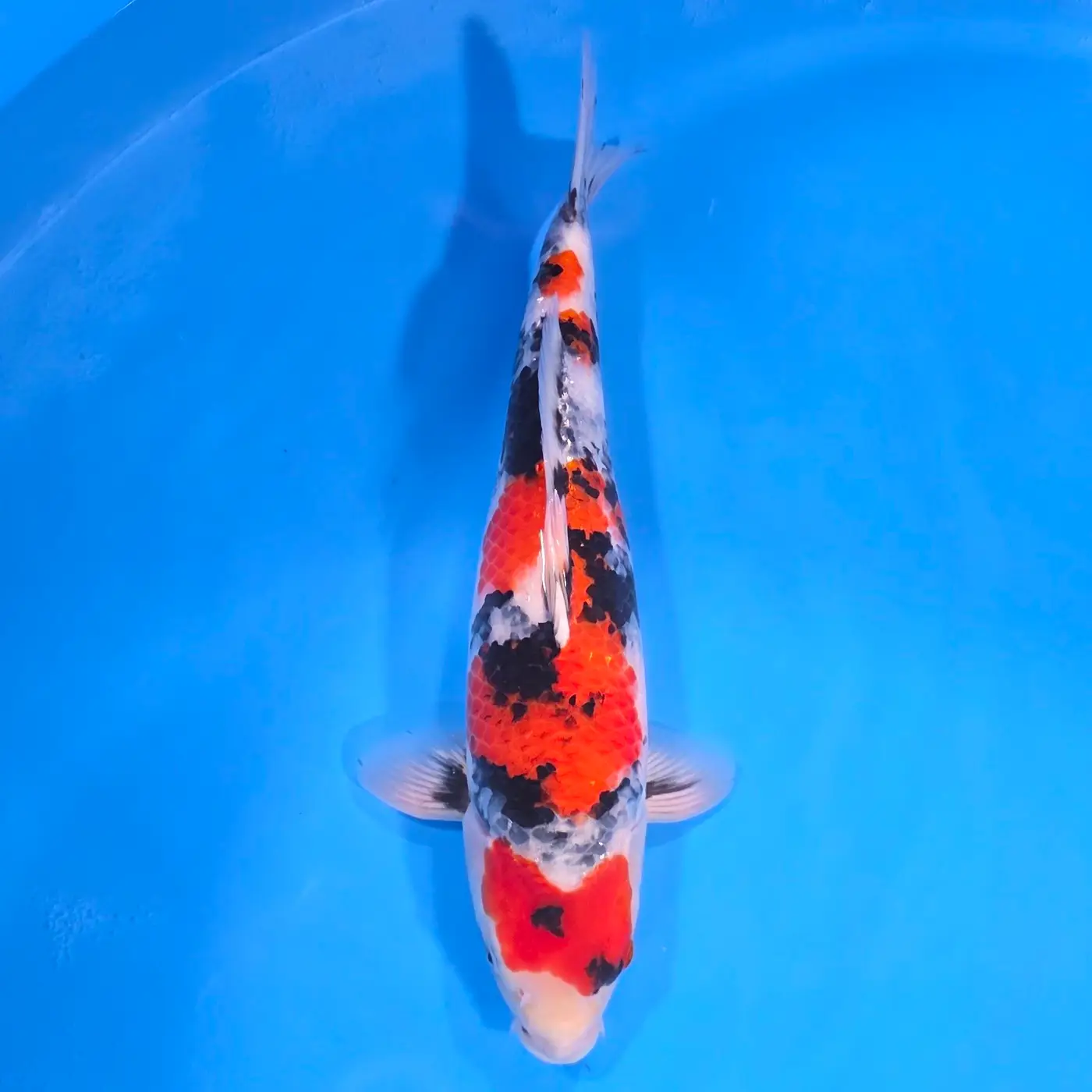 Jumbo Tosai Showa 43cm (Sakai x Dainichi)