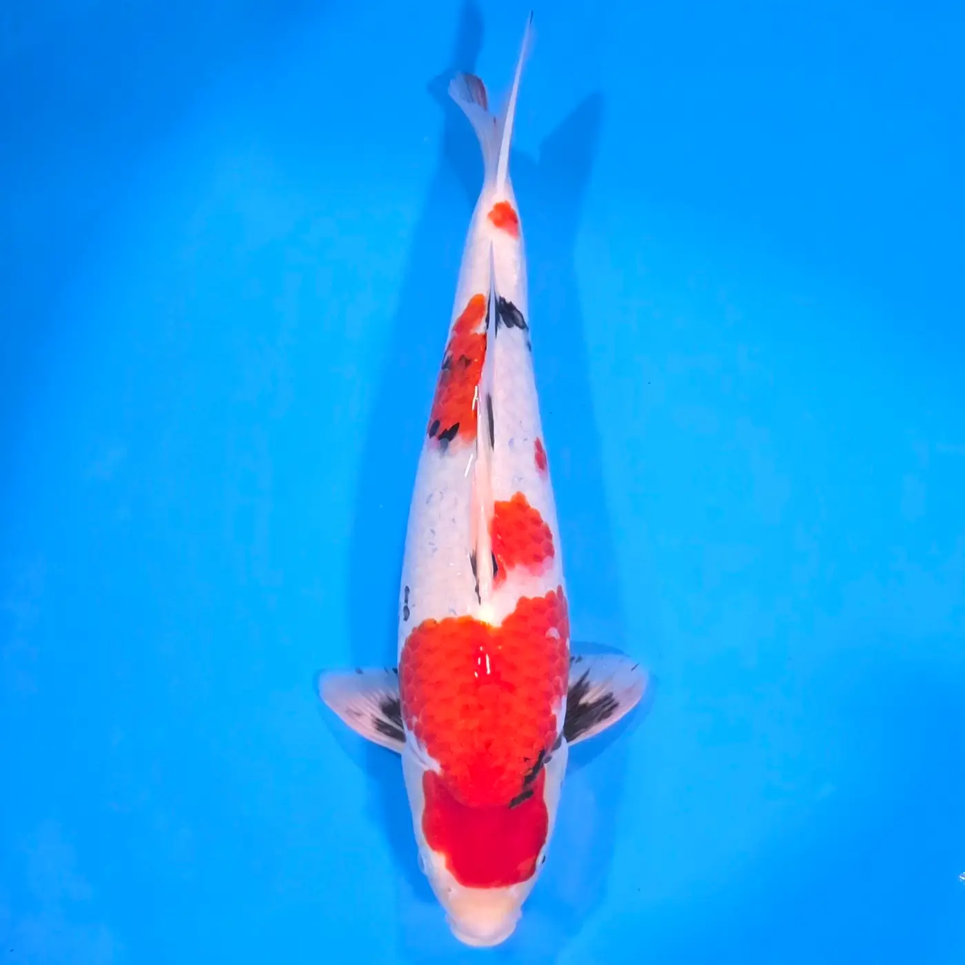 Jumbo Tosai Showa 48cm (Sakai x Dainichi)