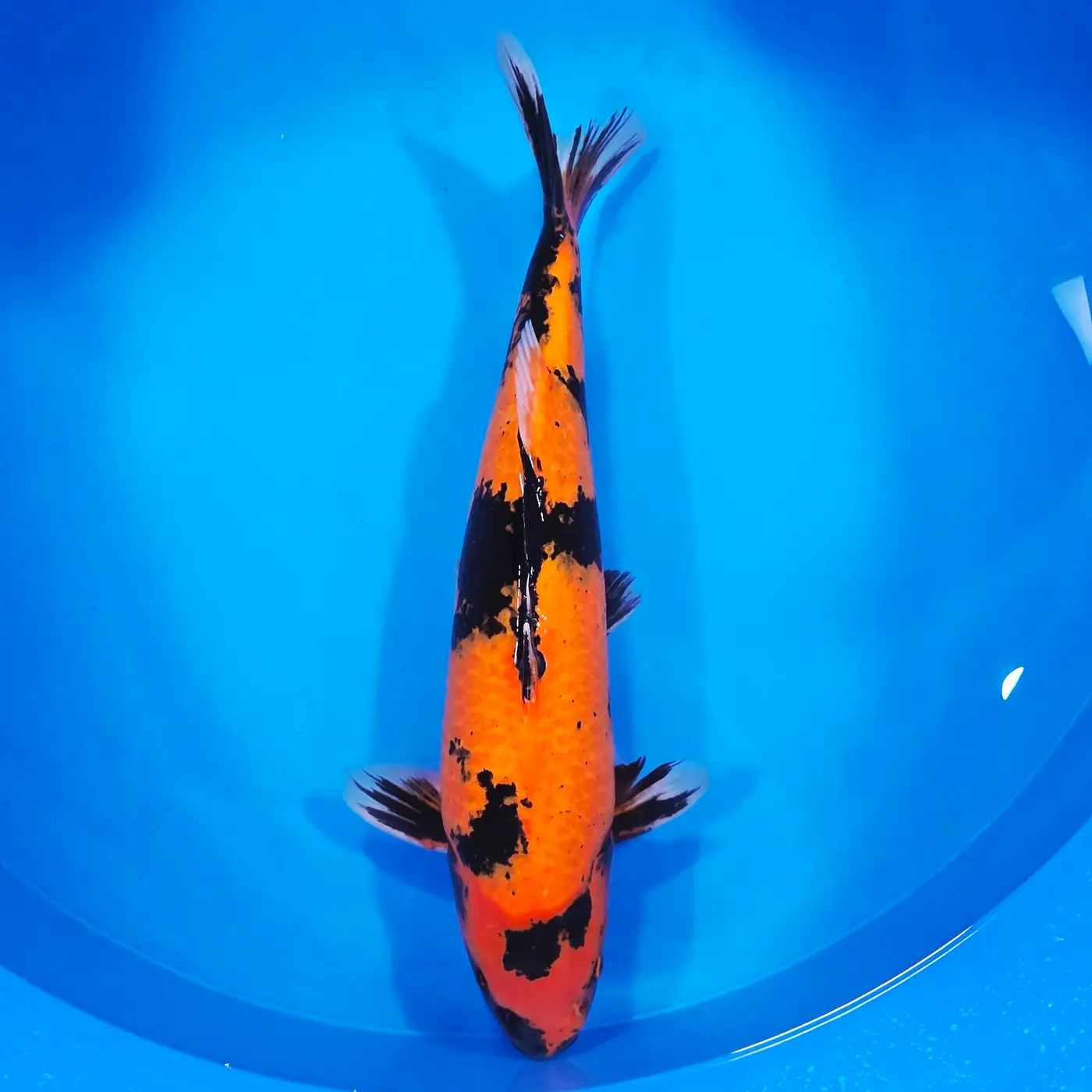 Hi Utsuri 62cm (ubytek górnej płetwy) Odbiór tylko osobisty.