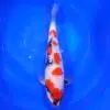 Showa HQ 48cm ( Izumiya x Dainichi )