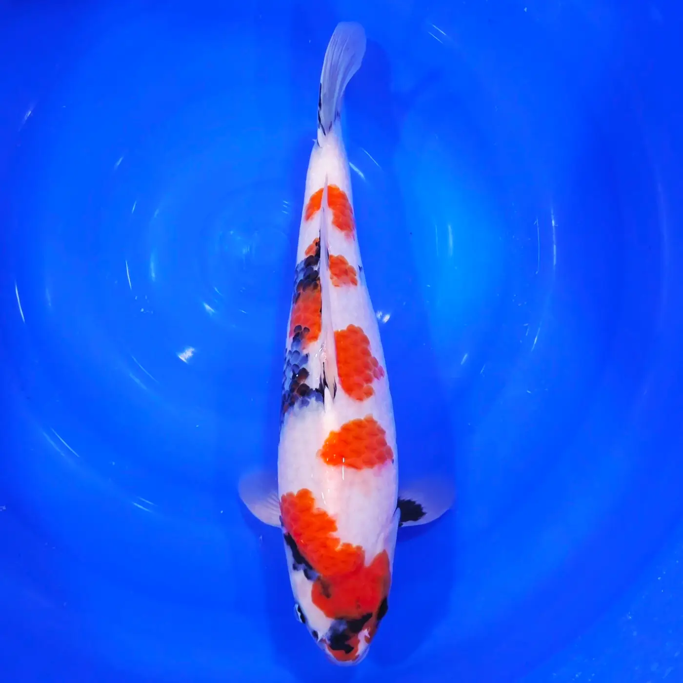 Showa HQ 48cm ( Izumiya x Dainichi )