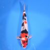Jumbo Tosai Showa 50cm (Sakai x Dainichi)