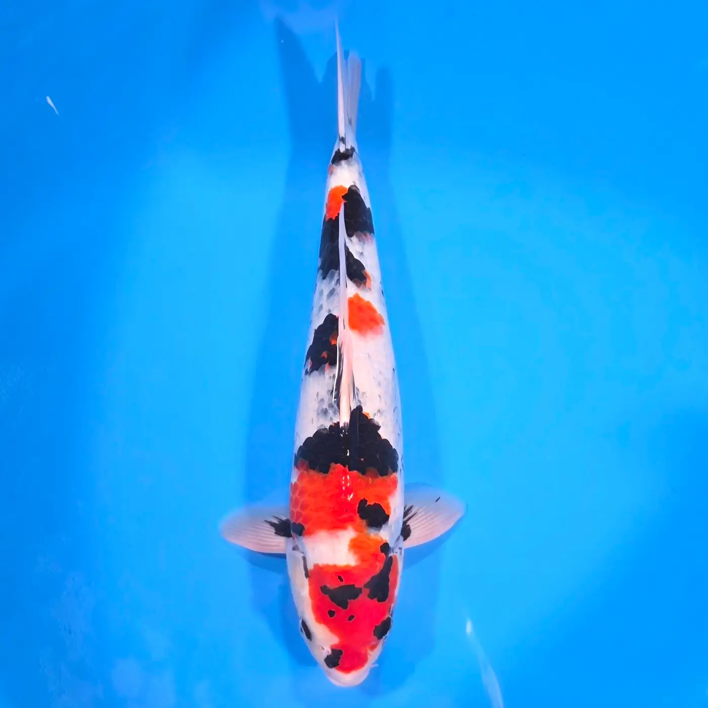 Jumbo Tosai Showa 50cm (Sakai x Dainichi)