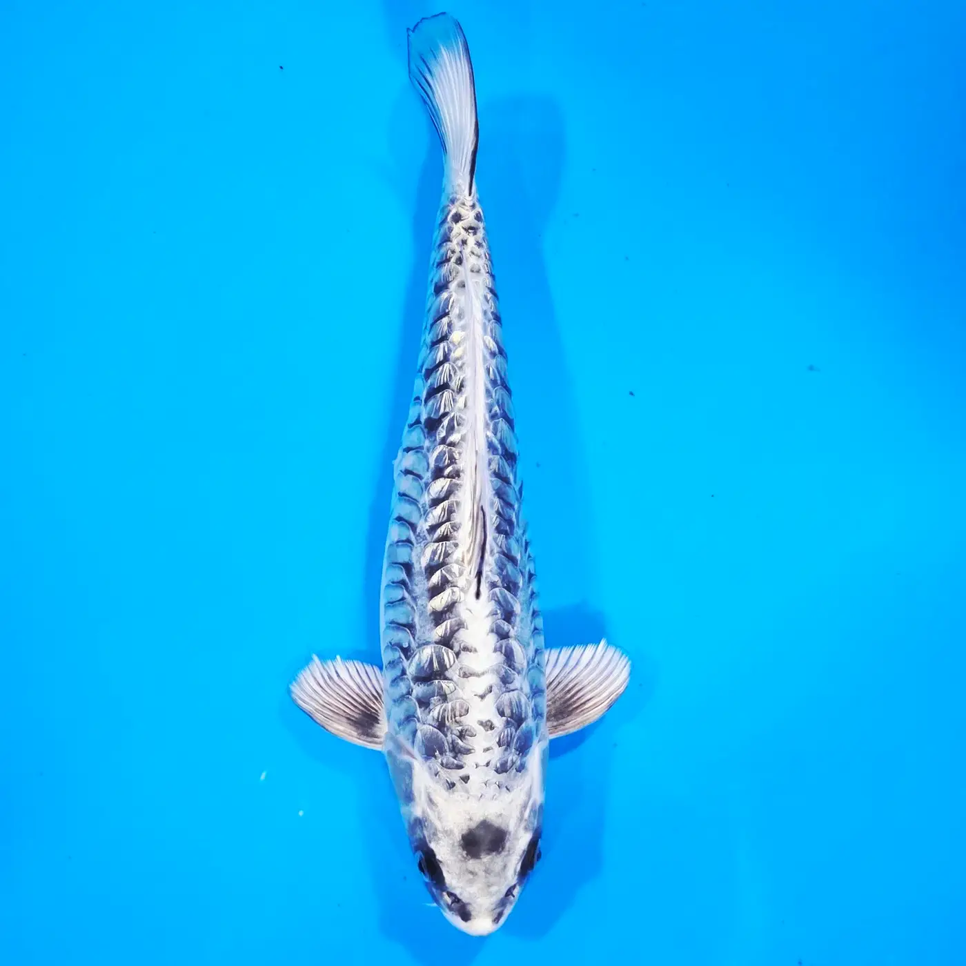 Kawari Big Scale Gin Rin HQ 34cm
