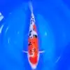 Sanke Doitsu 43cm