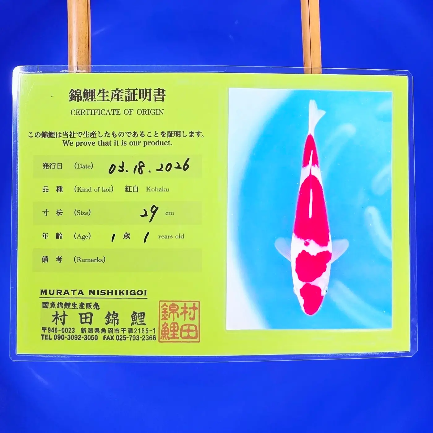Jumbo Tosai Kohaku Murata 35cm + Certyfikat - obrazek 2
