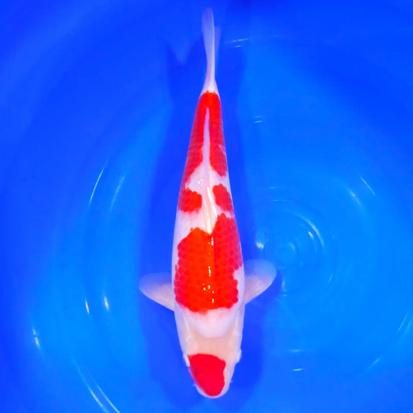 Jumbo Tosai Kohaku Murata 36cm + Certyfikat