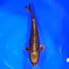 Kabuto Doitsu 38cm