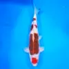 Goromo Maruten SHQ 50cm