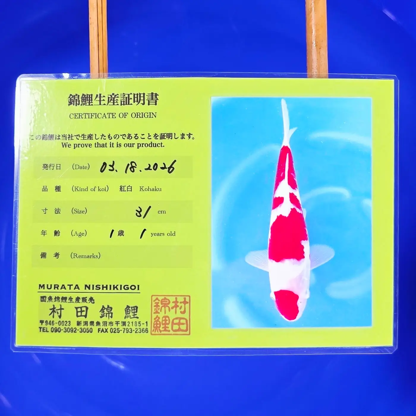 Jumbo Tosai Kohaku Murata 36cm + Certyfikat - obrazek 2