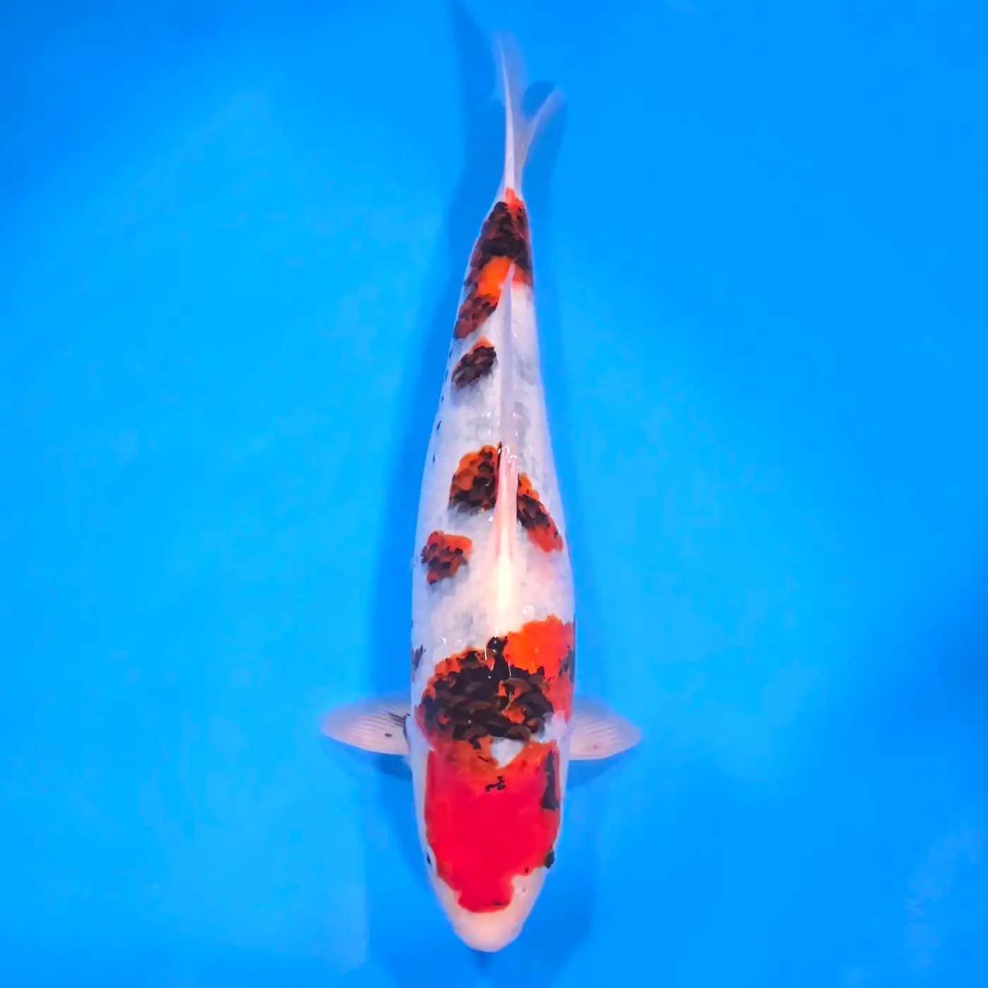 Jumbo Tosai Showa 45cm (Sakai x Dainichi)