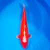 Asagi Red HQ 53cm Unikatowy!