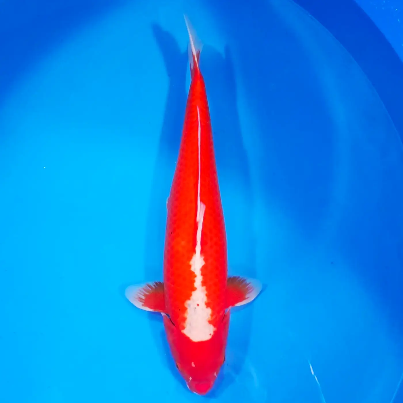 Asagi Red HQ 53cm Unikatowy!