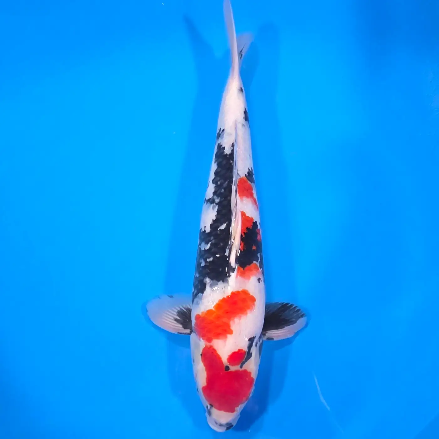 Jumbo Tosai Showa 46cm (Sakai x Dainichi)