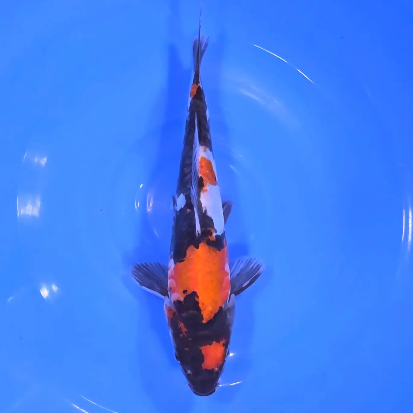 Showa Doitsu HQ 24cm