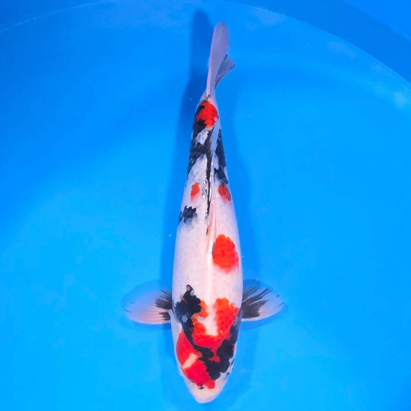 Jumbo Tosai Showa 48cm (Sakai x Dainichi)
