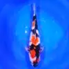 Showa HQ 49cm ( Izumiya x Dainichi )