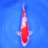 Kohaku Tateshita 40cm