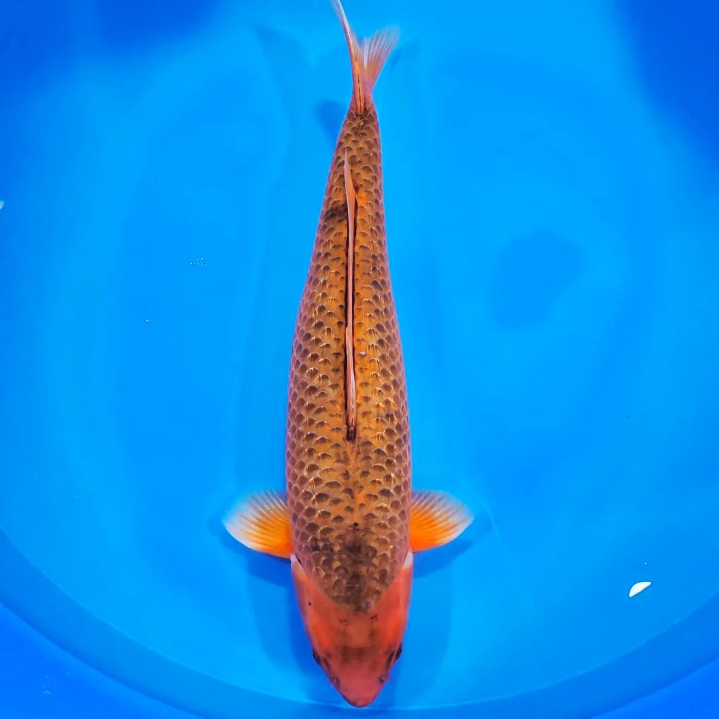 Golden Corn HQ 62cm+Blank Certifikates Hodowcy