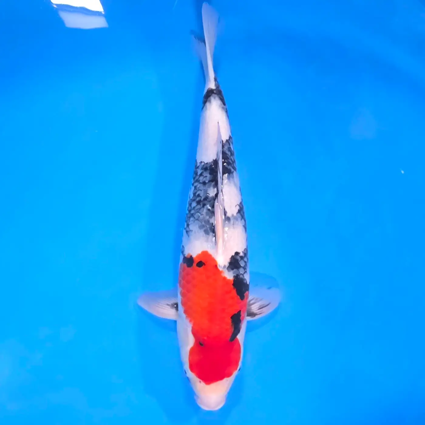 Jumbo Tosai Showa 45cm (Sakai x Dainichi) - obrazek 2