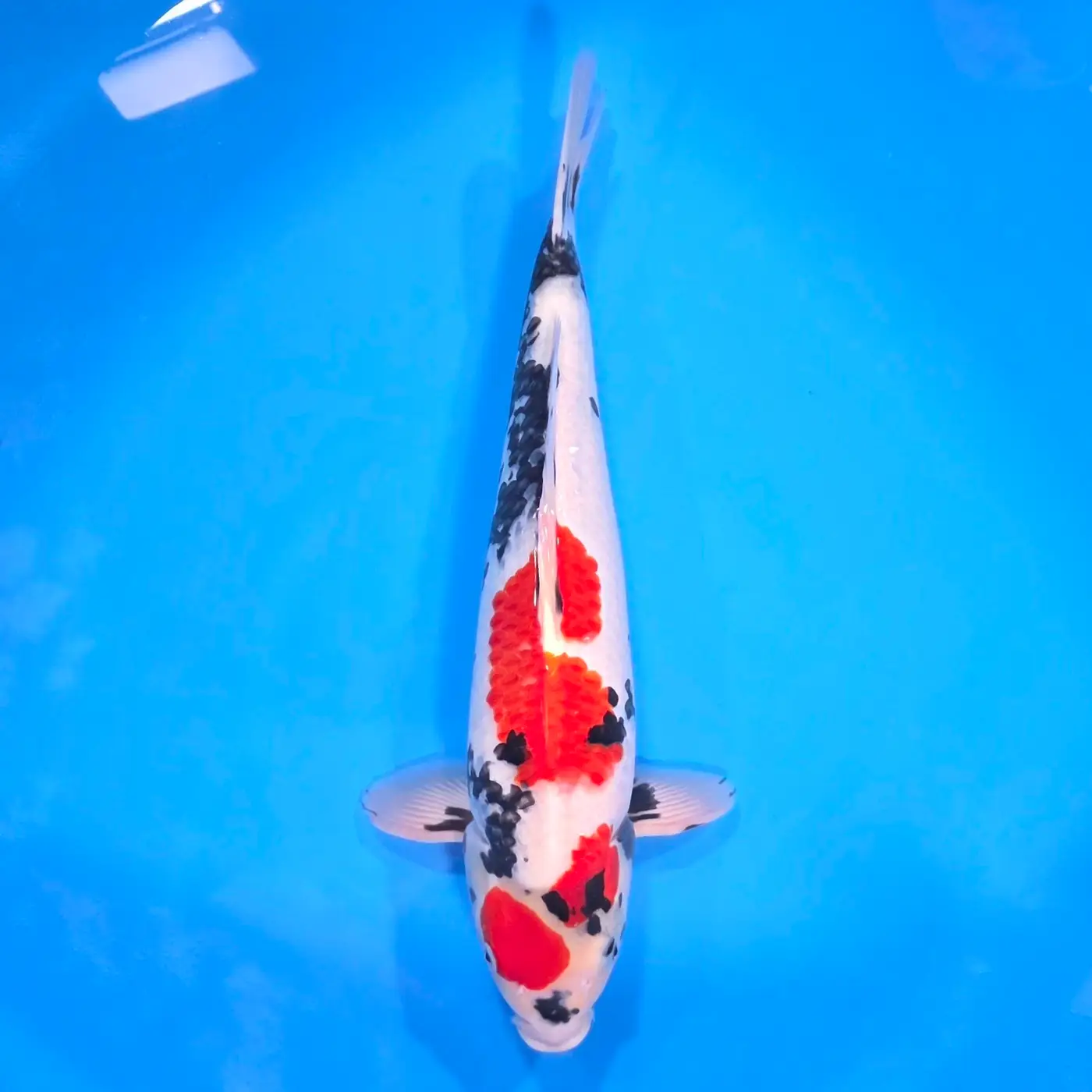Jumbo Tosai Showa 46cm (Sakai x Dainichi)