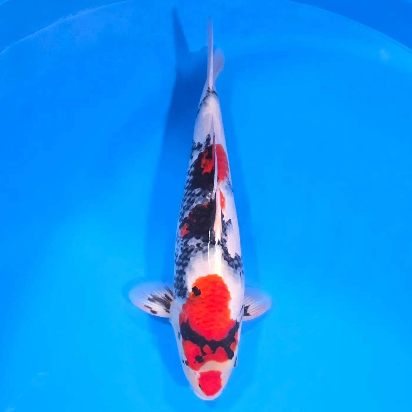 Jumbo Tosai Showa 45cm (Sakai x Dainichi)