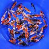 Sanke Showa Doitsu 15-18cm