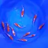 Kohaku Doitsu 15-20cm