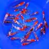 Sanke 15-21cm