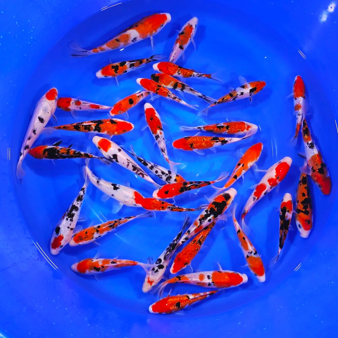 Sanke 15-21cm