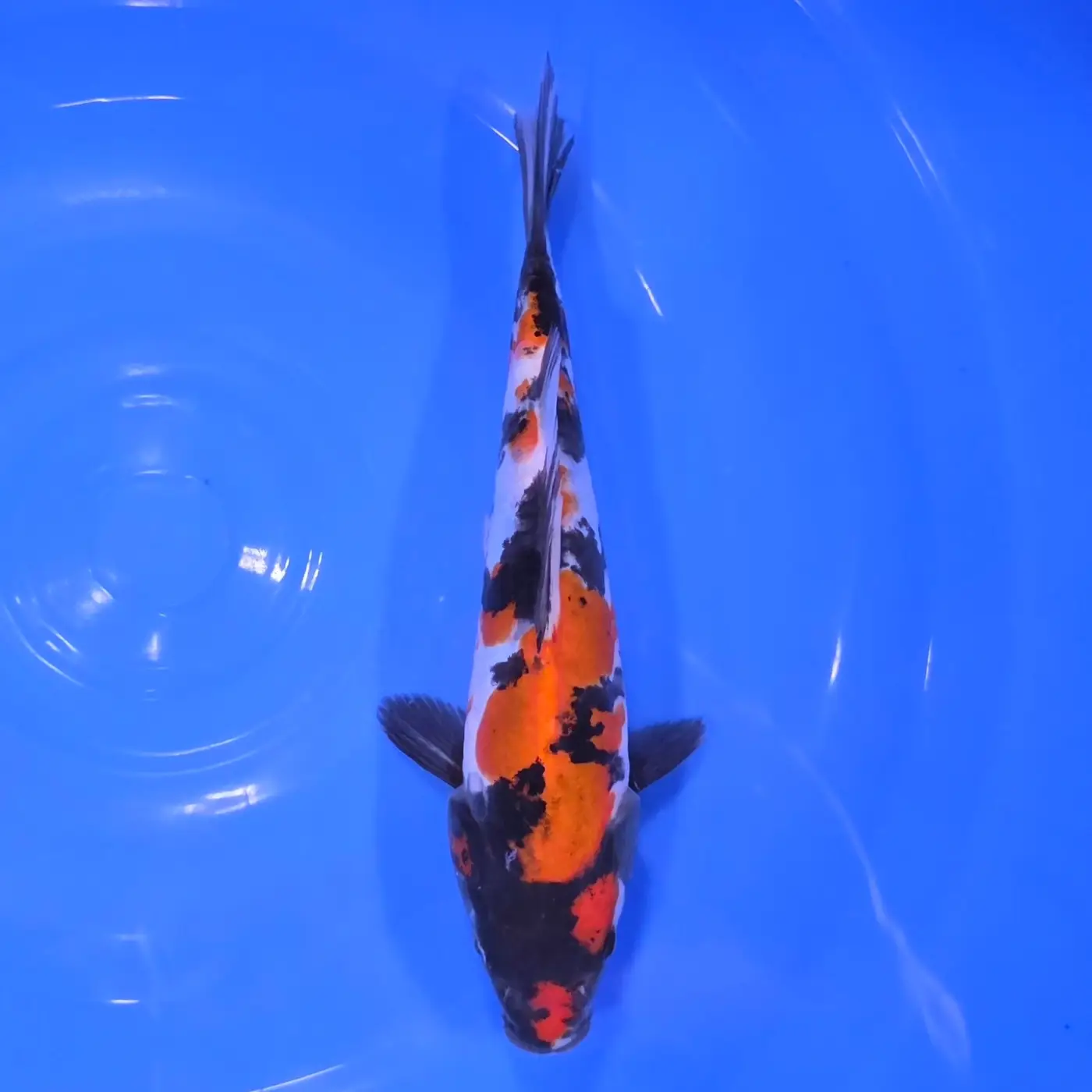 Showa Doitsu HQ 24cm