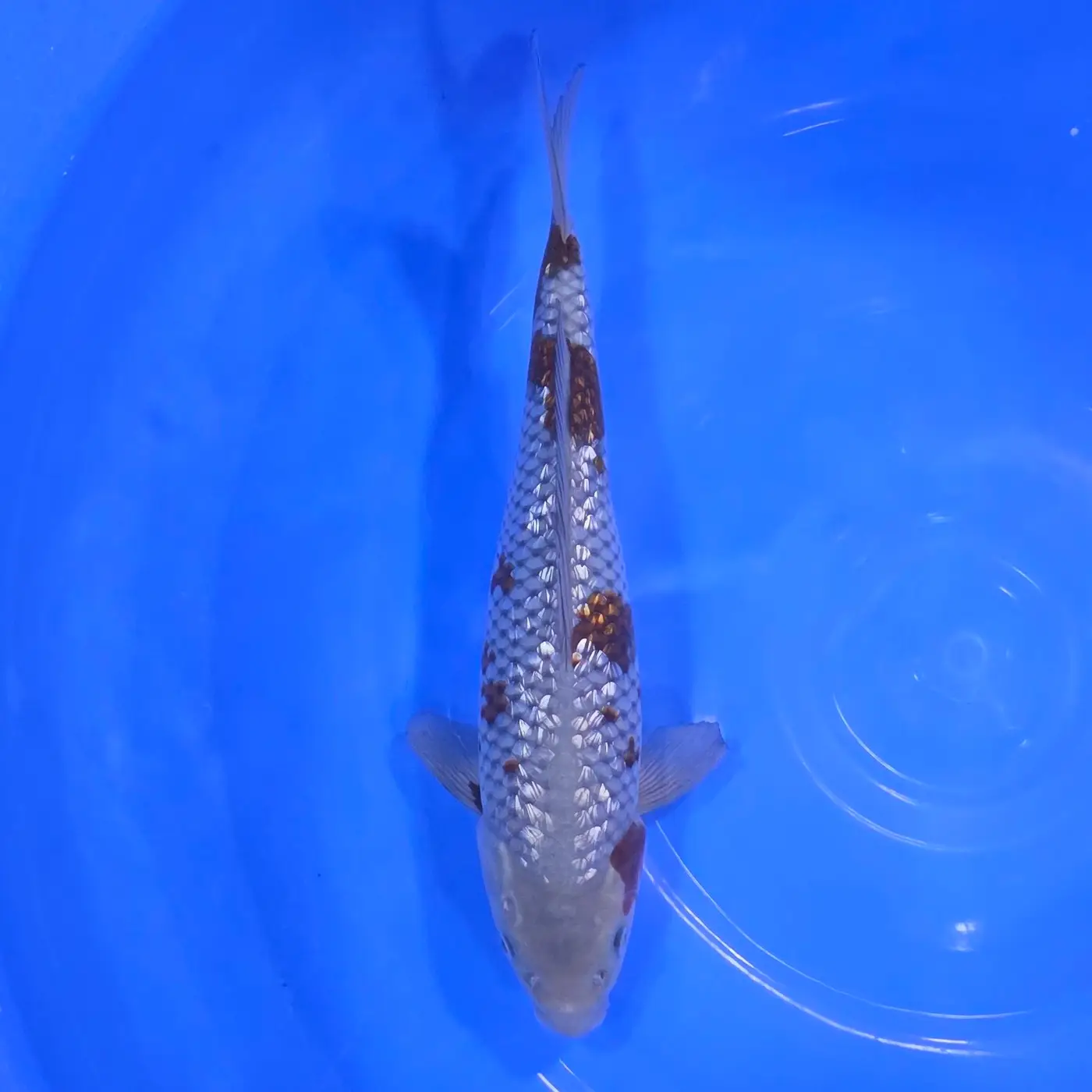 Ochiba Gin Rin 36cm - obrazek 2