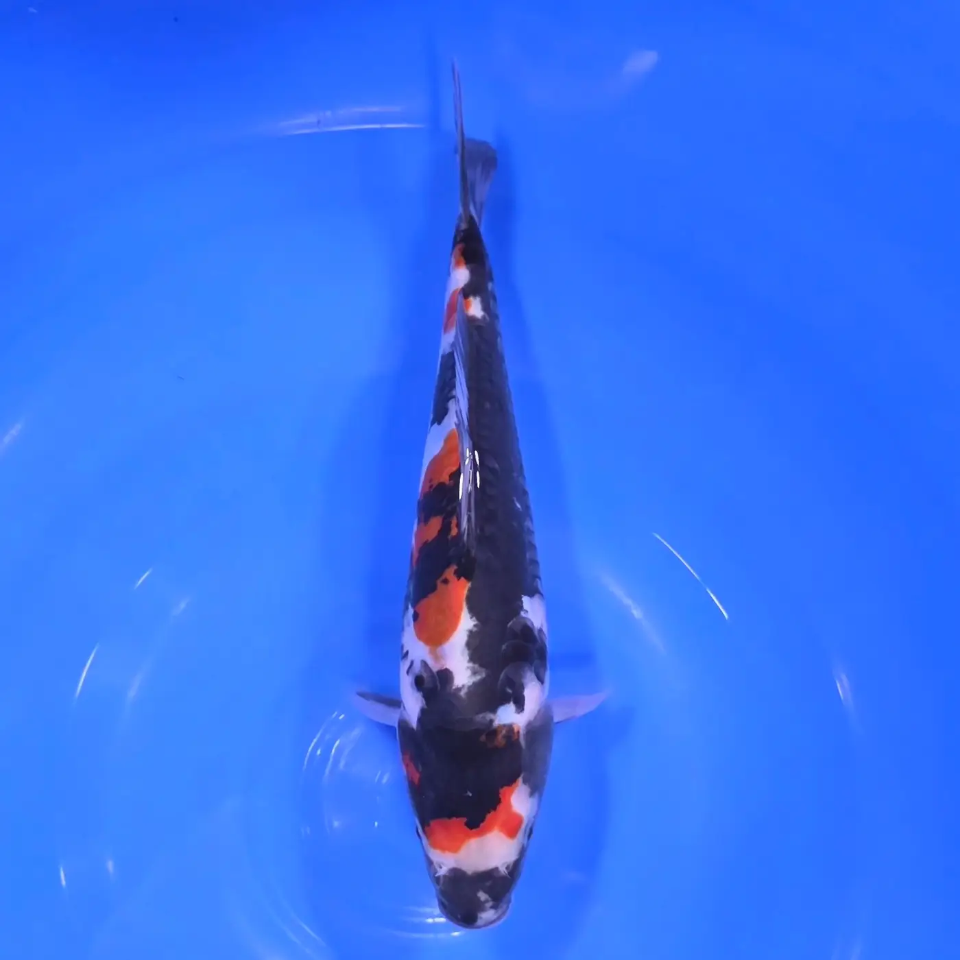 Showa Doitsu HQ 27cm