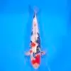 Jumbo Tosai Showa 46cm (Sakai x Dainichi)