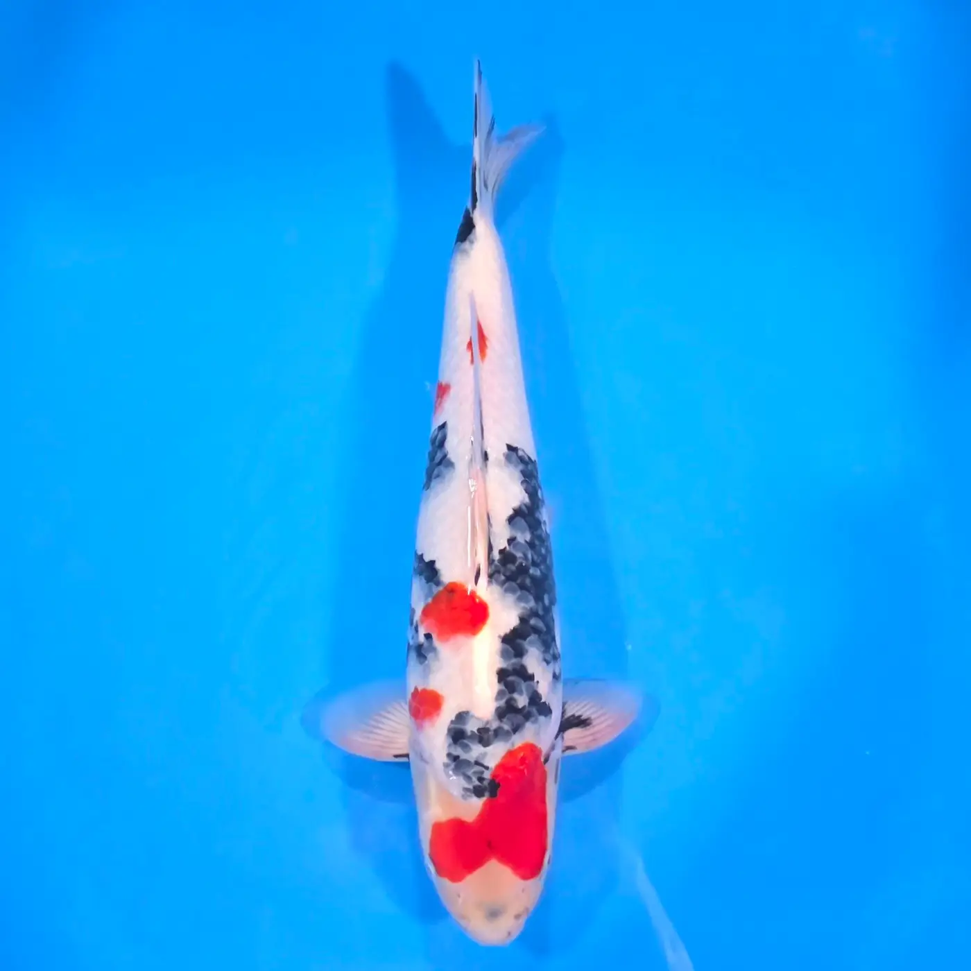 Jumbo Tosai Showa 46cm (Sakai x Dainichi)
