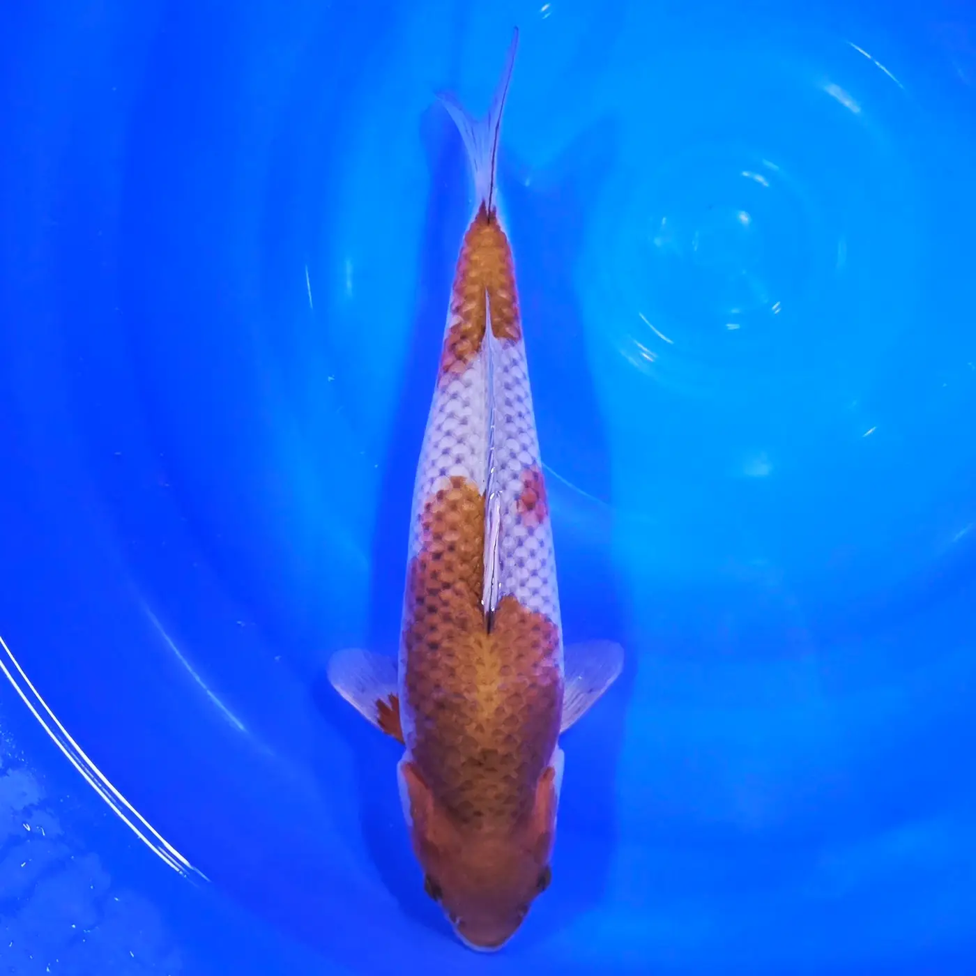 Ochiba 40cm