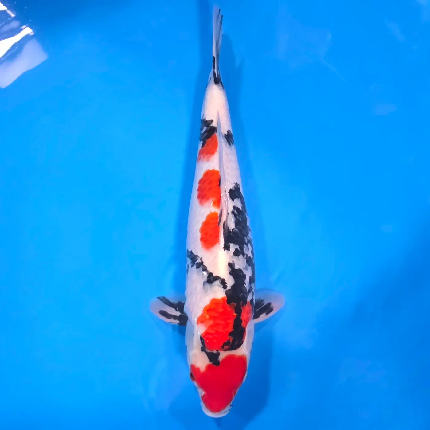 Jumbo Tosai Showa 49cm (Sakai x Dainichi)