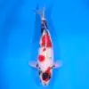 Jumbo Tosai Showa Maruten 45cm (Sakai x Dainichi)