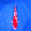 Kohaku Tateshita 44cm