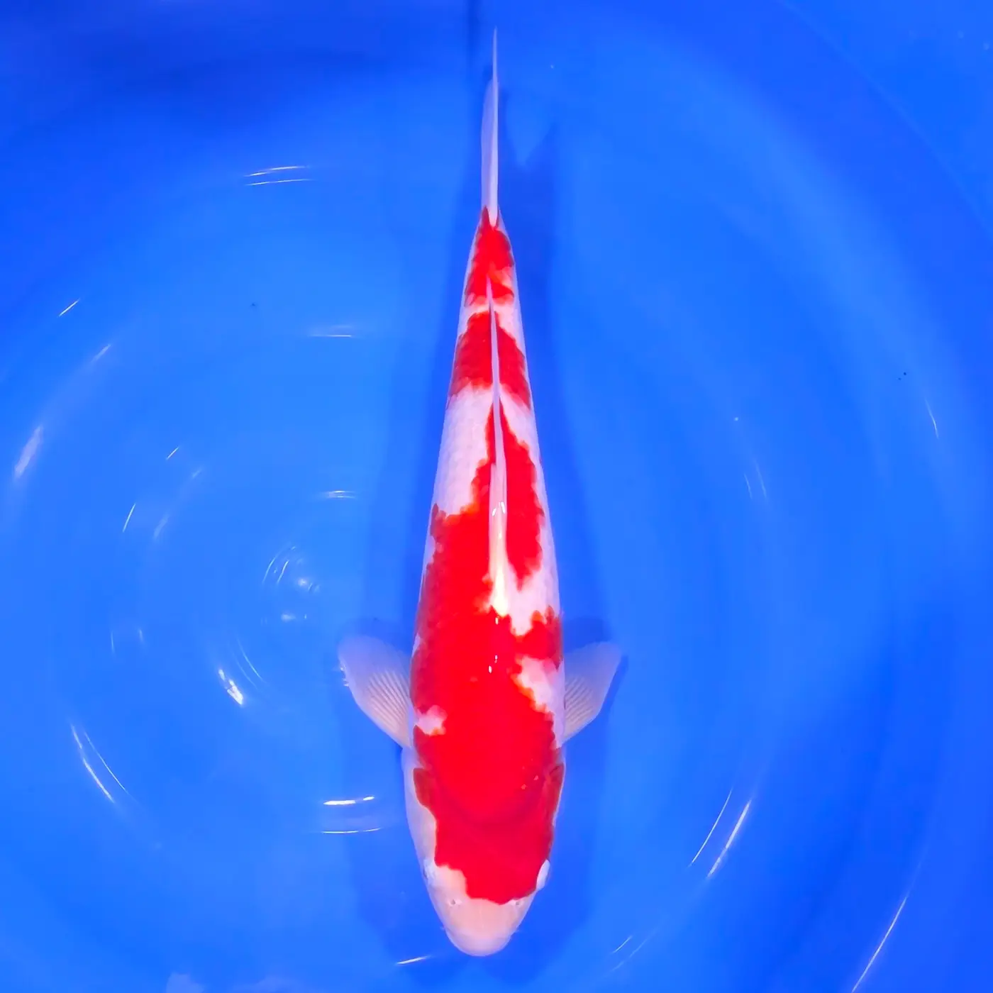 Kohaku Tateshita 44cm