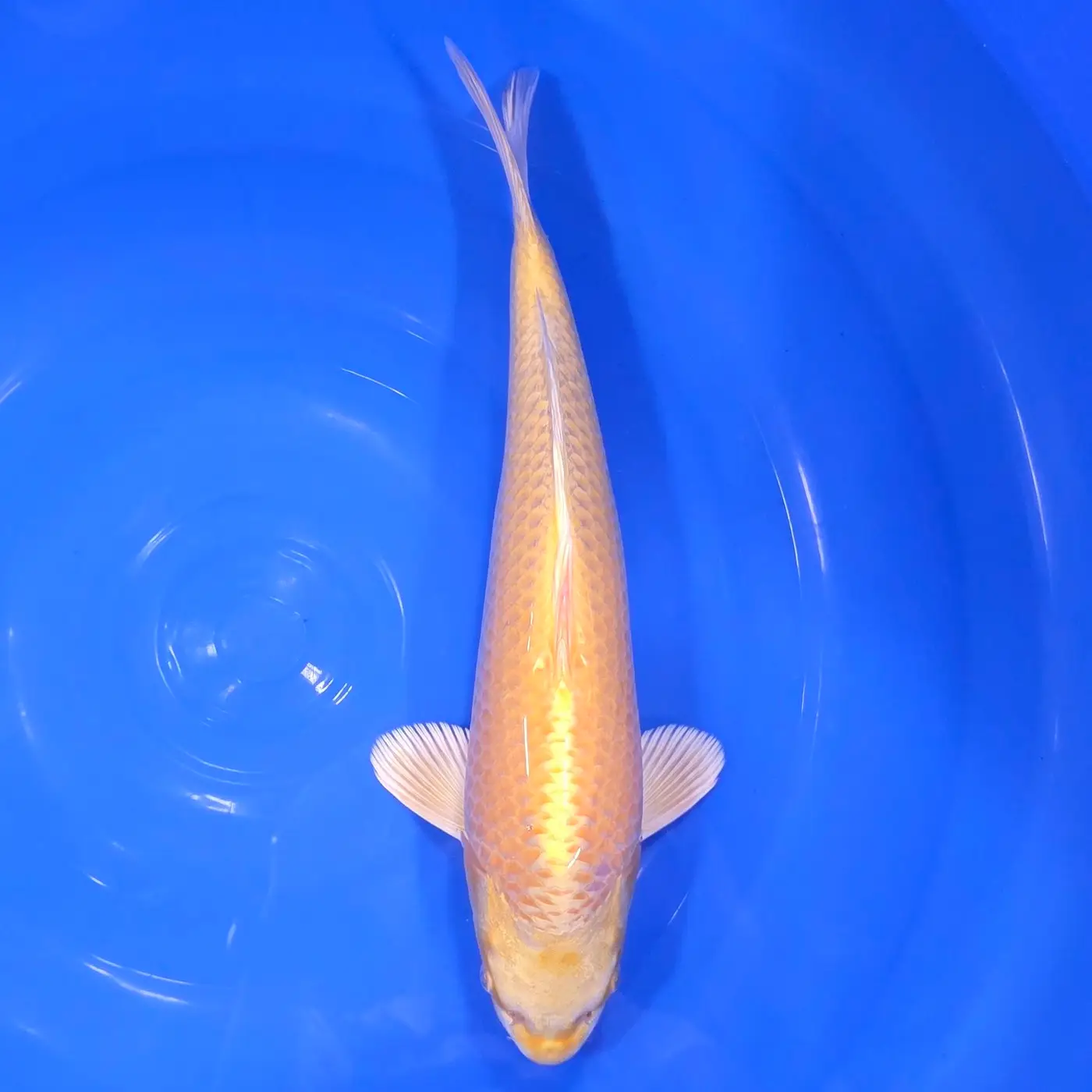 Jumbo Tosai Momotaro Yamabuki HQ 39cm+Blank Certifikates