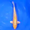 Jumbo Tosai Momotaro Kin Ki Matsuba HQ 35cm+Blank Certifikates