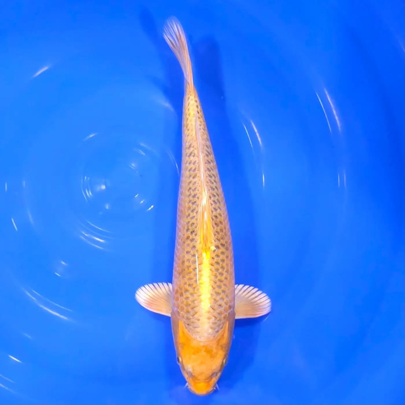 Jumbo Tosai Momotaro Kin Ki Matsuba HQ 35cm+Blank Certifikates