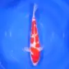 Kohaku Tateshita 43cm
