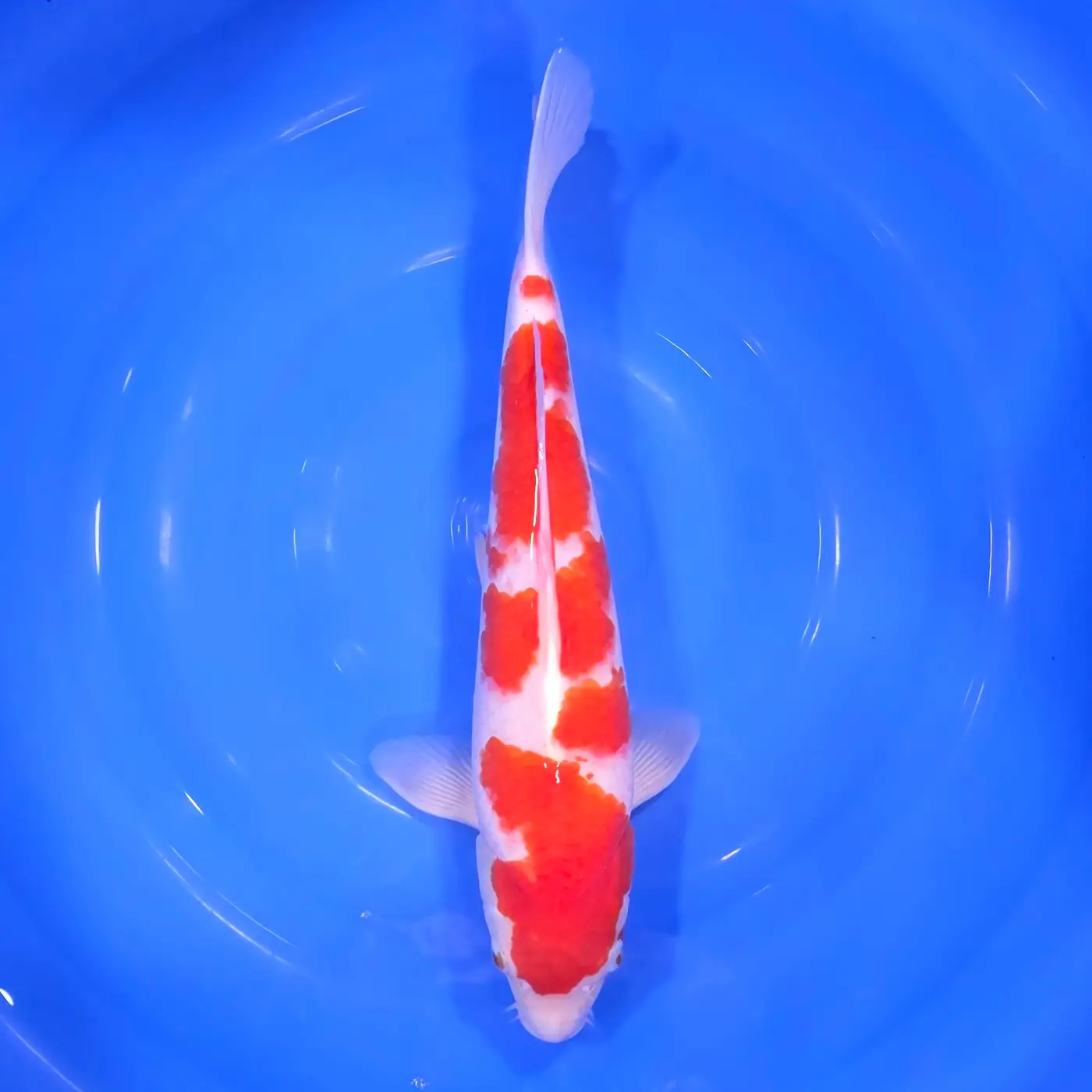 Kohaku Tateshita 43cm